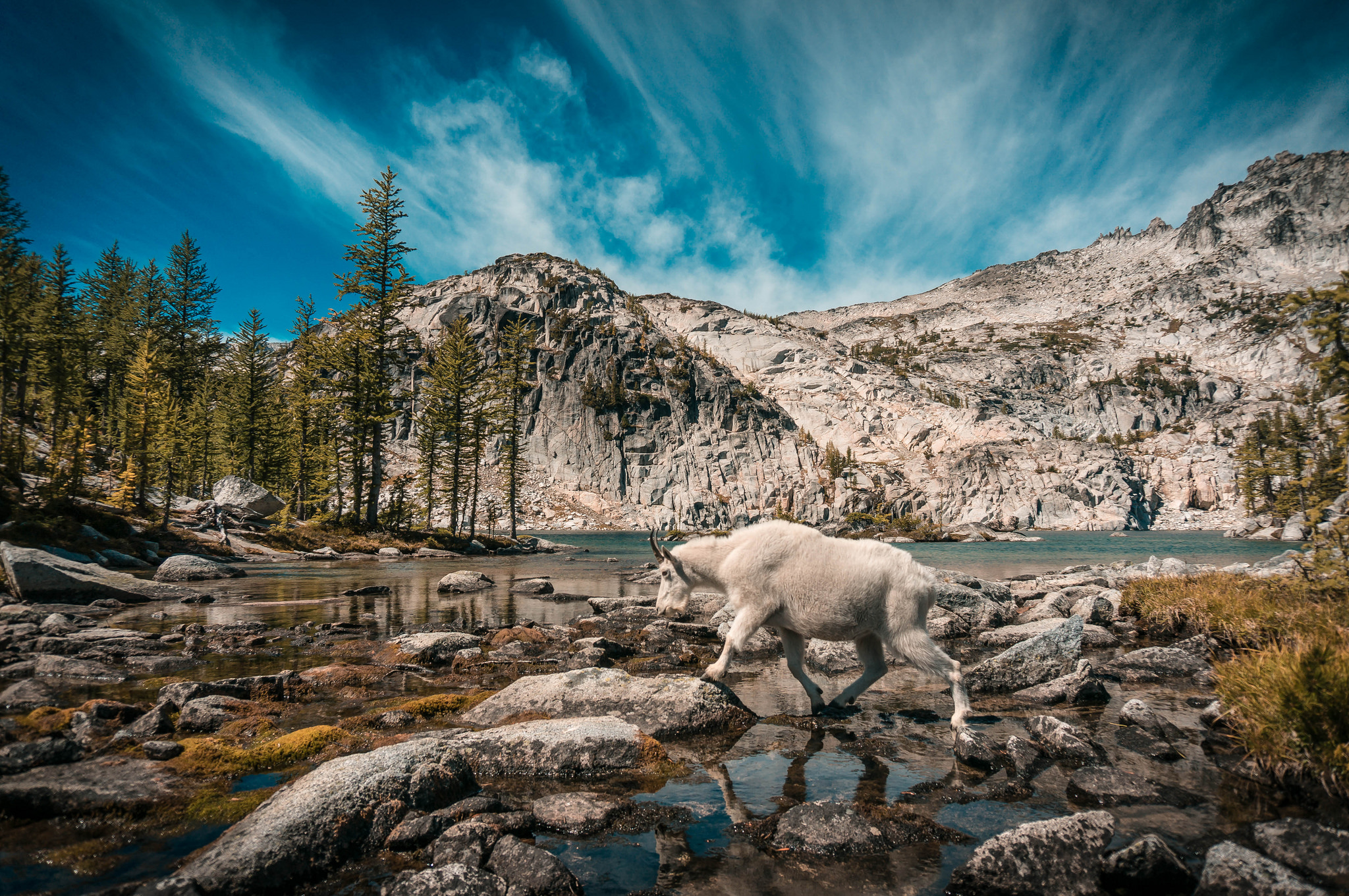 How to Photograph Wildlife — Washington Trails Association